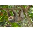 thumbnail image 2 of Jaynes Gallery 32x23 Gold Ornate Wood Framed with Double Matting Museum Art Print Titled - Costa Rica-Two-toed sloth hangs upside down in tree, 2 of 4