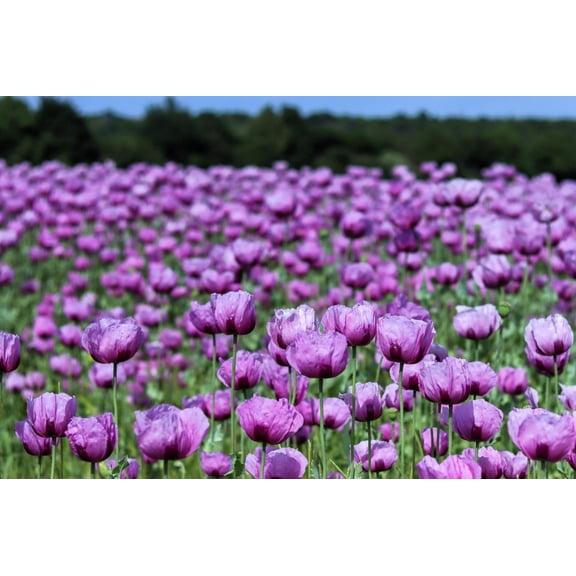 1000 LAVENDER POPPY Purple Papaver Somniferum Flower Seeds