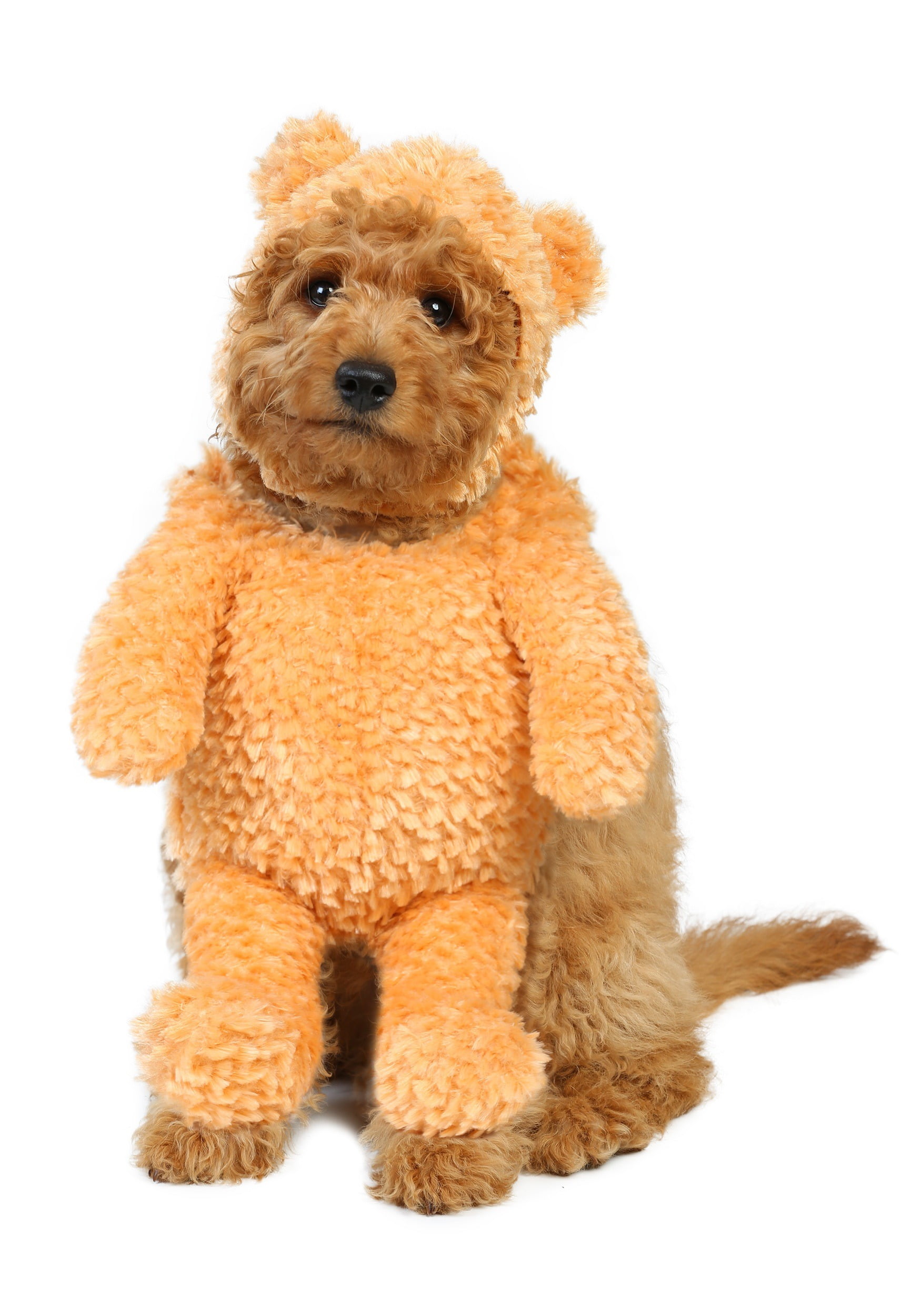 teddy bear teddy bear dog