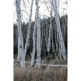 thumbnail image 3 of Head, Danny 17x24 Black Modern Framed Museum Art Print Titled - Pale Bark I, 3 of 5