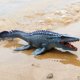 thumbnail image 2 of Juguete Mosasaurus grande 13,4 pulgadas YONGSHENG figura de modelo de animal oceánico, 2 of 5