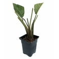 thumbnail image 2 of Rare Black Bat Plant -Tacca chanterii - Exotic Houseplant - 4" Pot, 2 of 4