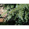 thumbnail image 3 of Mountain Hemlock | Small Tree Seedling | The Jonsteen Company, 3 of 10