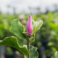 thumbnail image 3 of 1 Gal. Ann Magnolia - Showy Flowers - Late Blooming, 3 of 7