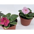 thumbnail image 3 of BubbleBlooms Angel Wings Polka Dot Begonia Live Plants in 6" Plastic Pots, 3 of 3