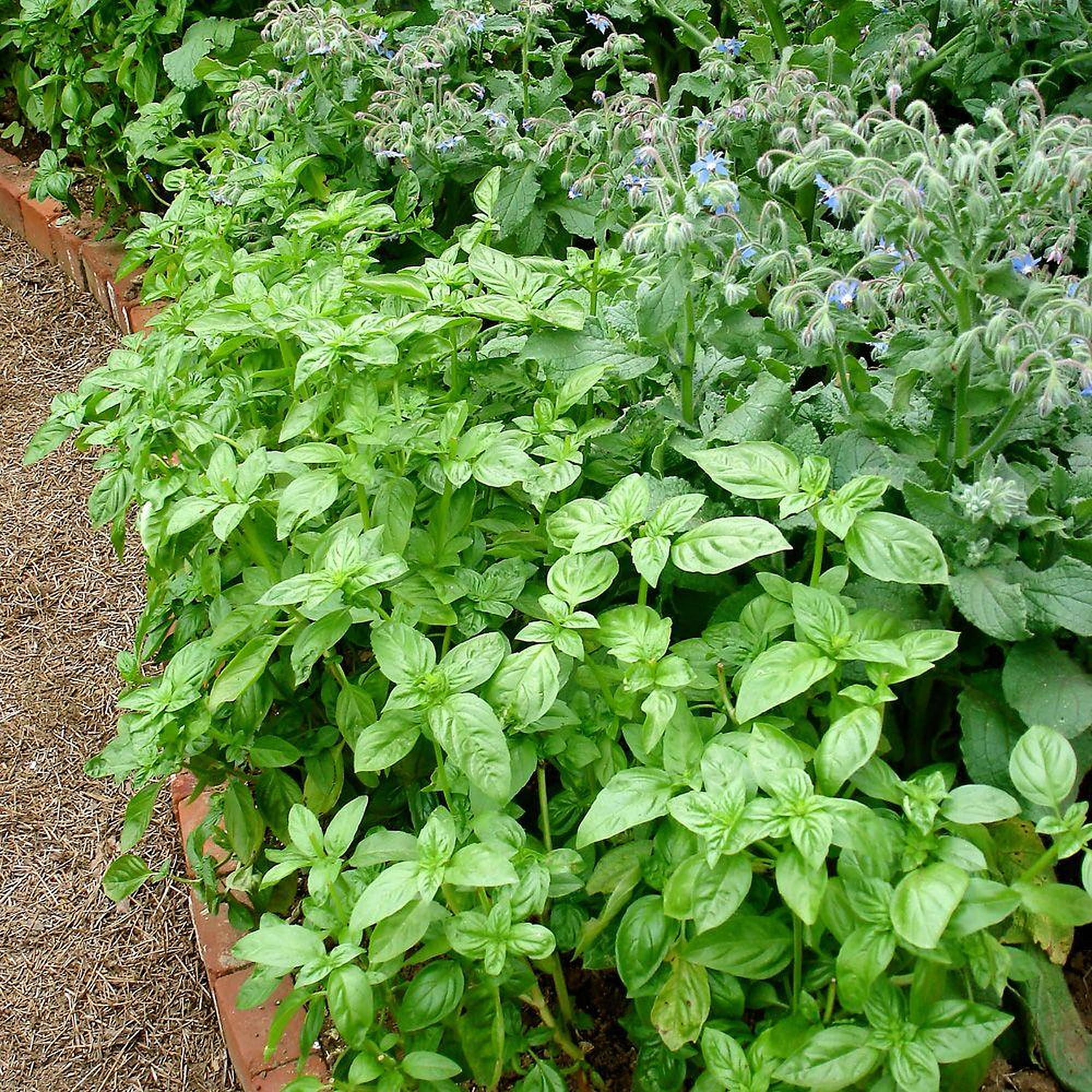 Bonnie Plants Sweet Basil 2.32 qt.