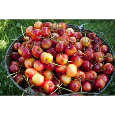 A bucket of ripe Ranier Cherries are freshly picked in the Okanagan British Columbia Canada Poster Print (8 x