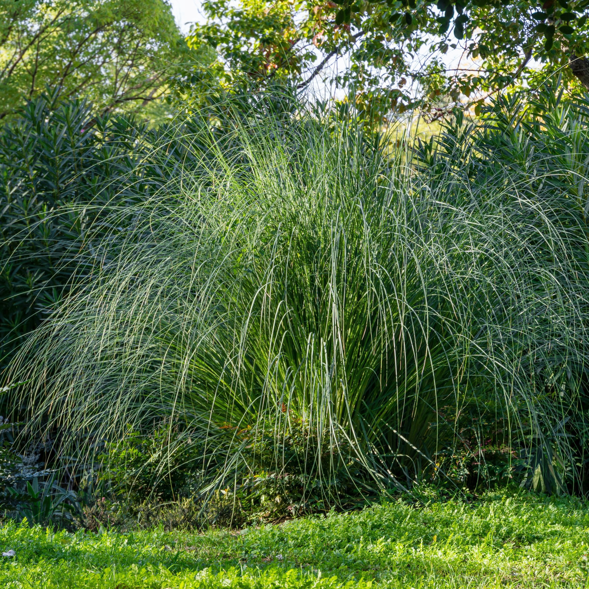 3 gal. Maiden Grass Plant