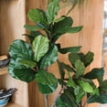 thumbnail image 5 of Artificial Tree Fiddle Leaf Tree, 5 of 14