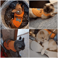 thumbnail image 3 of Mommy's Boy Dog Shirt Male Puppy Clothes for Small Dog Boy Chihuahua Yorkies Bulldog Pet Cat Outfits Tshirt Apparel (Medium), 3 of 5