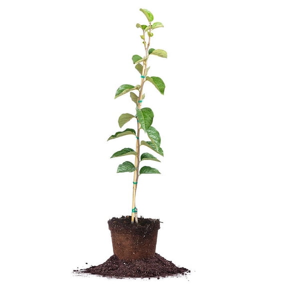 Ichi-Ki-Kei Jiro Persimmon Tree 3 Gallon- Sweet Orange Fruit - Early Ripening