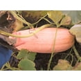 thumbnail image 2 of TomorrowSeeds - Jumbo Pink Banana Squash Seeds - 120+ Count - For 2026 Planting USA Garden Vegetable, 2 of 9