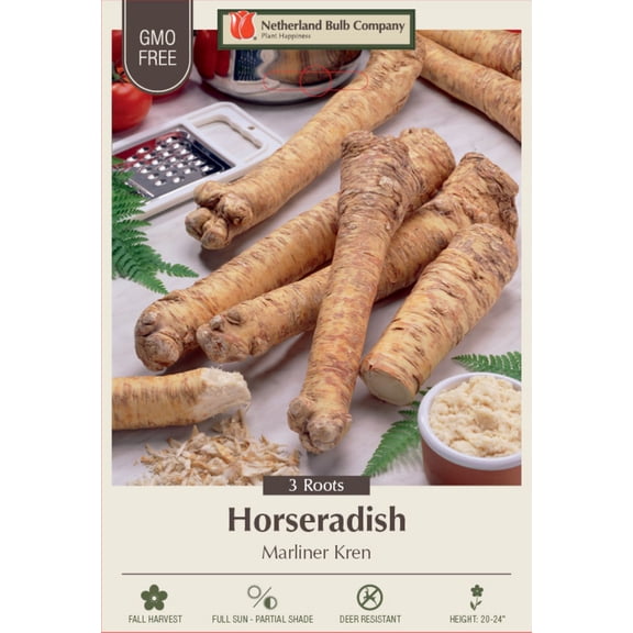 Bohemian Marliner Kren Horseradish - Hardy Perennial - Bareroot 3 Crowns