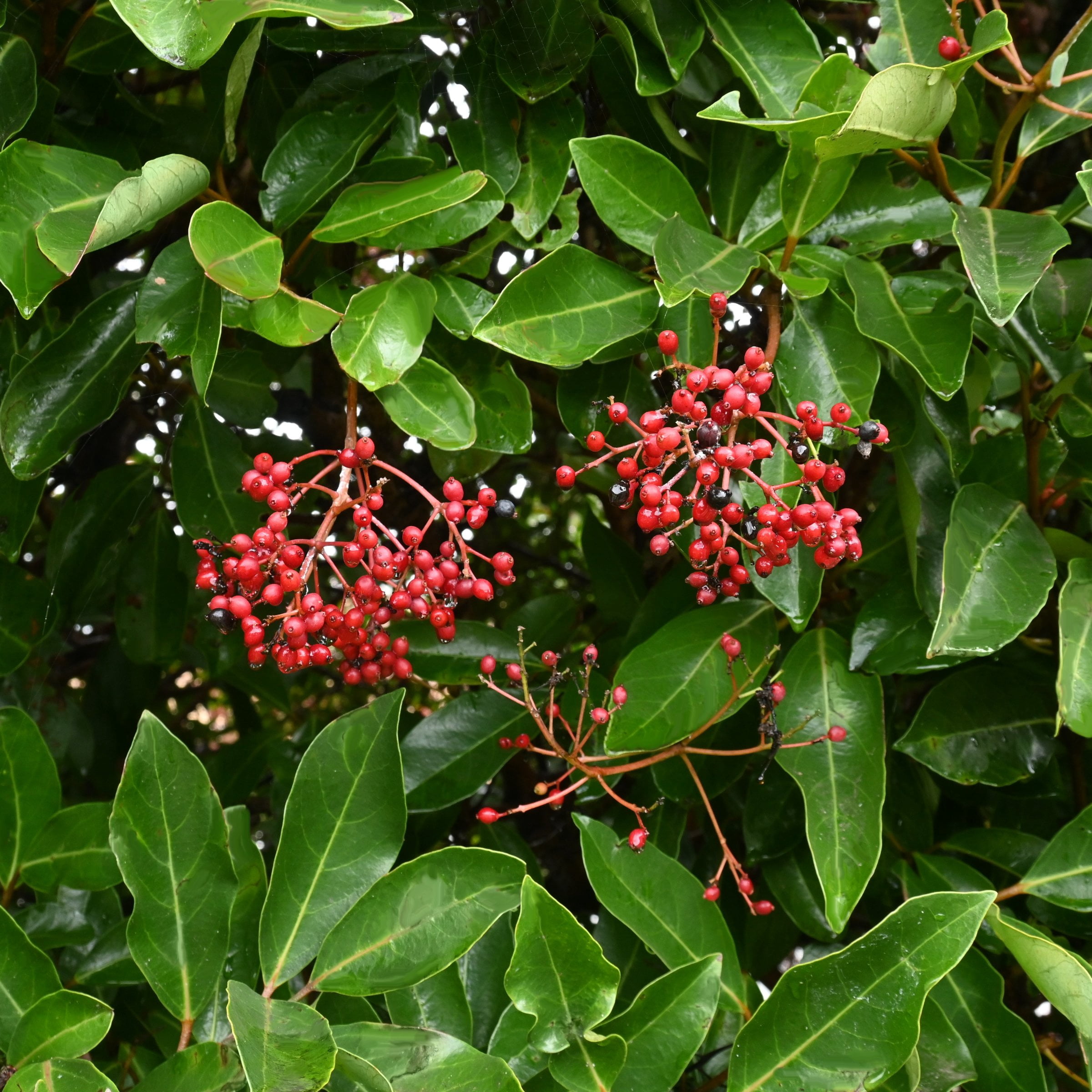 National Plant Network 3 Gal Viburnum Chindo Shrub with White Flowers
