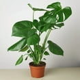 thumbnail image 3 of House Plant Dropship 4-MONSTERA-DELICIOSA-BARE.ROOT 4 in. Philodendron Monstera Split-Leaf Pot, 3 of 10