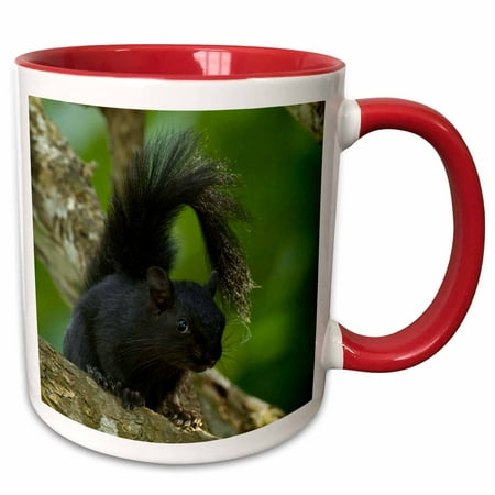 3drose, Mexico, Tamaulipas State, Red-bellied Squirrel - Sa13 Bja0117 - Jaynes Gallery, 15oz Two-tone Red Mug