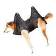 thumbnail image 4 of Hamaca De Aseo Para Perros, Eslinga Para Colgar Gatos De Relajación Para Recortar Uñas, Eslinga Para Perros, Hamaca Para Perros Para Recortar Uñas, Hamaca Ajustable Para Perros,, 4 of 8