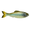 Ghost Minnow, variant on 6th Sense Panorama 3.5 Soft Swimbait Bass and Crappie Fishing Lure Multi-Species Finesse Forage Bait