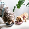 thumbnail image 5 of Dexypaws: Flower Slow Feeder - Grey - Dog & Pet Mealtime Accessory, Fits Into Most 8" Bowls, Suction Base, Safe & Non-Toxic, Food-Grade Silicone, 5 of 6