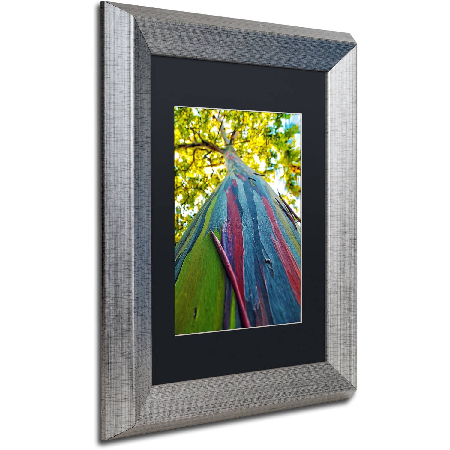 Trademark Fine Art "Rainbow Eucalyptus Tree" Canvas Art by CATeyes, Black Matte, Silver Frame