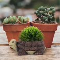 thumbnail image 4 of Succulent Flower Pot Mini Resin Plant Pot for Office Desktop Frog, 4 of 5