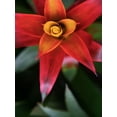 thumbnail image 2 of Johnson, Jason 15x18 White Modern Wood Framed Museum Art Print Titled - Bromeliad Burst III, 2 of 4