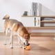 thumbnail image 4 of Brass Tinkle Dog Doorbell, Wall Mounted Bell, Shopkeepers Dog Doggy Doorbells for Potty Training Tips, 4 of 5