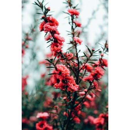 Hot Pink Floral Printed - Canvas Print Floral Green Plant Flowers Hot Pink Nature Bush Stretched Canvas 10 x 14