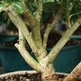 thumbnail image 3 of Brussel's Hawaiian Umbrella Bonsai - Medium - (Indoor), 3 of 5