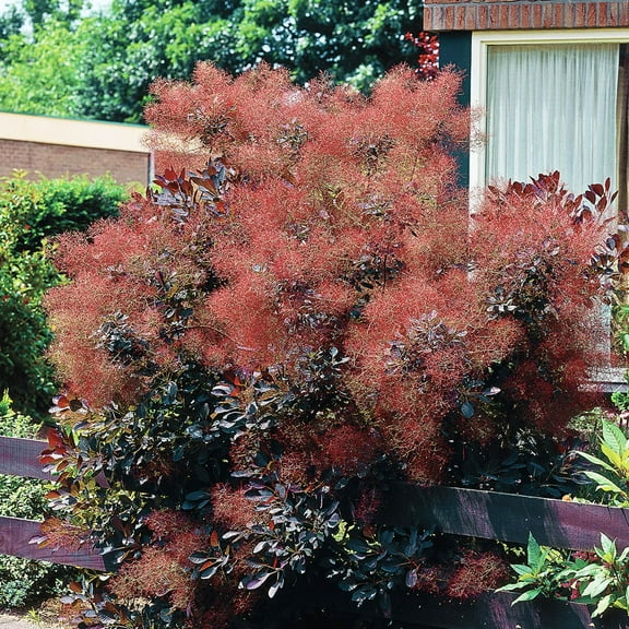 Spring Hill Nurseries Purple Leafed Royal Purple Smoketree Cotinus, 2.25 Gallon Potted Deciduous Shrub, 1-Pack