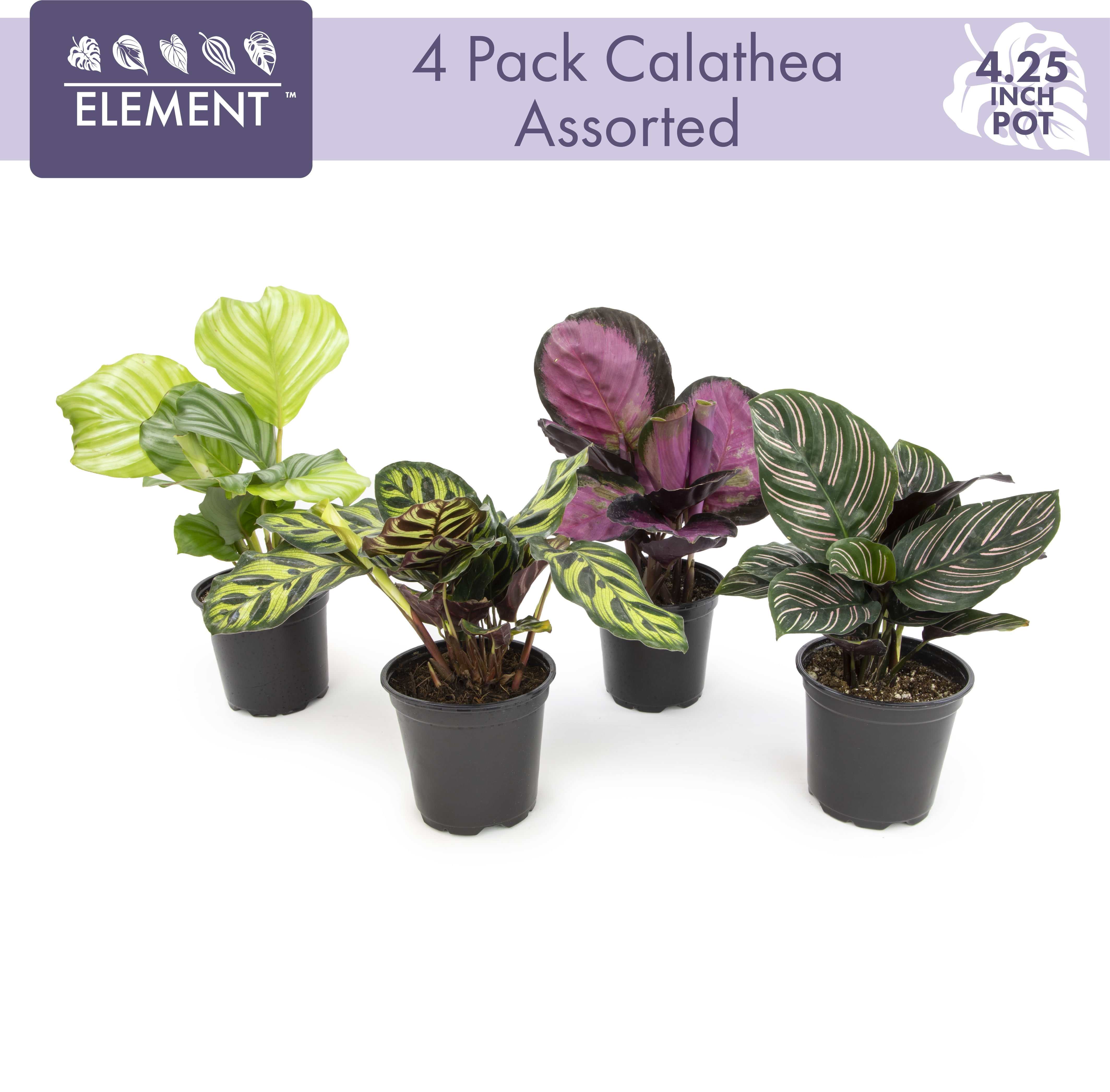 ELEMENT BY ALTMAN PLANTS 4 PACK OF 4.25" Calathea Prayer Plants Live