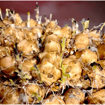 0.5 lbs White Jerusalem Artichokes Tuber for Planting (Sunchokes) - Sunroot Helianthus Tuberosus