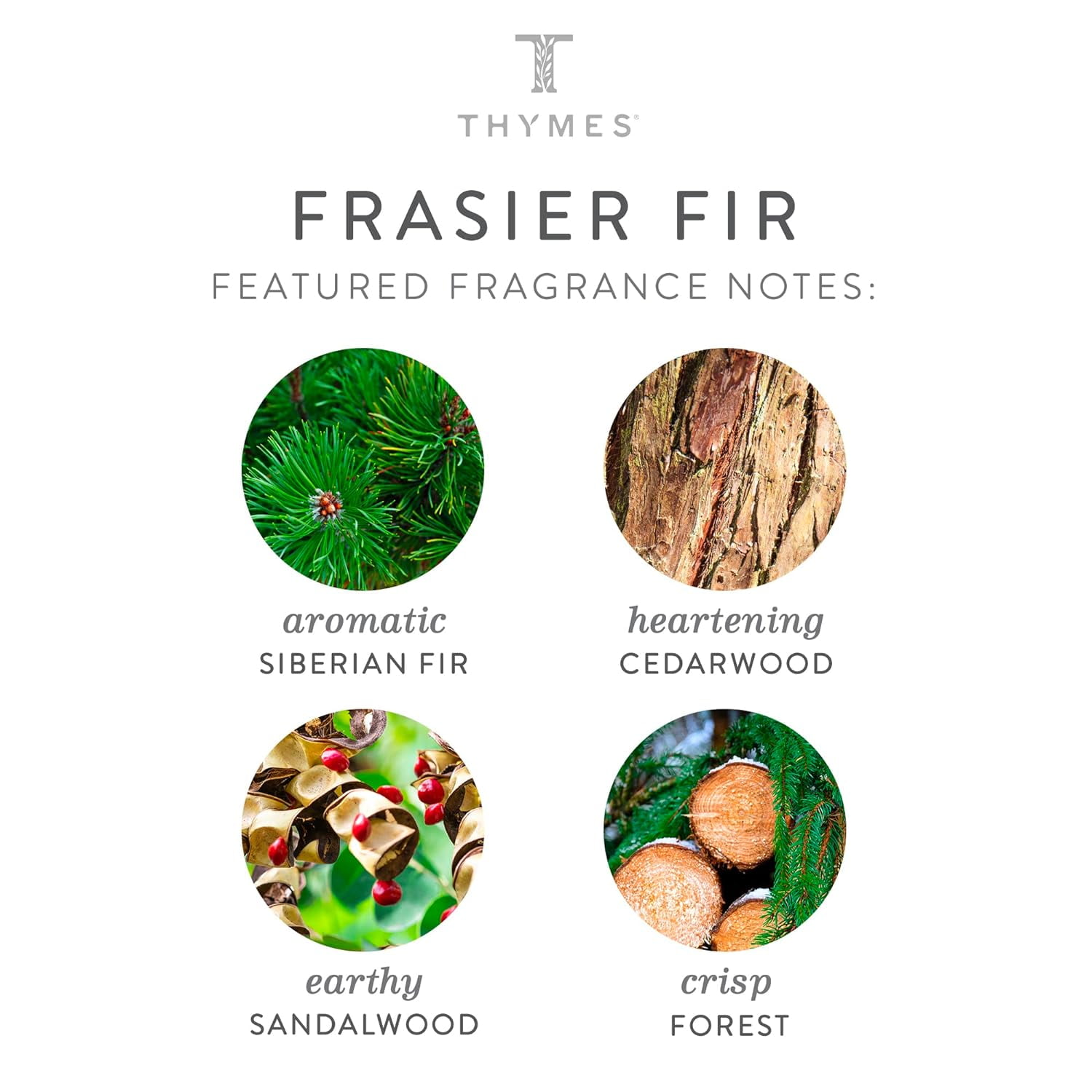 Thymes - Frasier Fir In Tin :: Ashland Addison Florist Co.