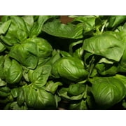 Prospera DMR Basil Herb Genovese Pesto Premium Seed Packet