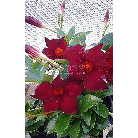 Mandevilla Tropical Plant, Garden Crimson Red Flower, 3 Inch Pot