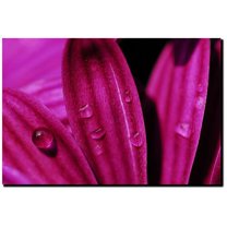 Trademark Fine Art "Purple Daisy Macro" Canvas Art by Kurt Shaffer