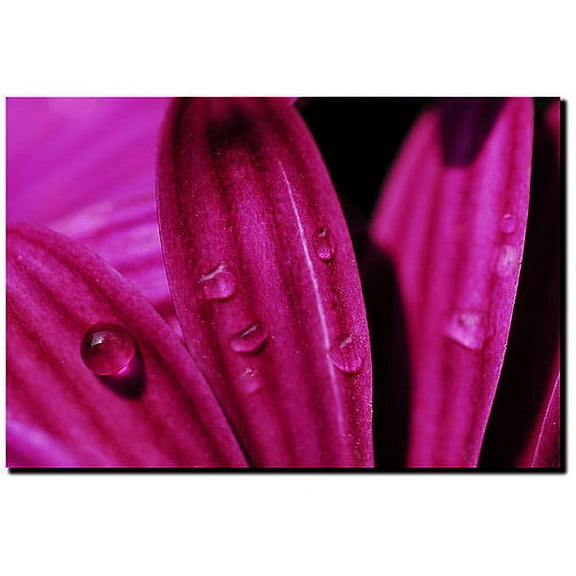 Trademark Fine Art "Purple Daisy Macro" Canvas Art by Kurt Shaffer