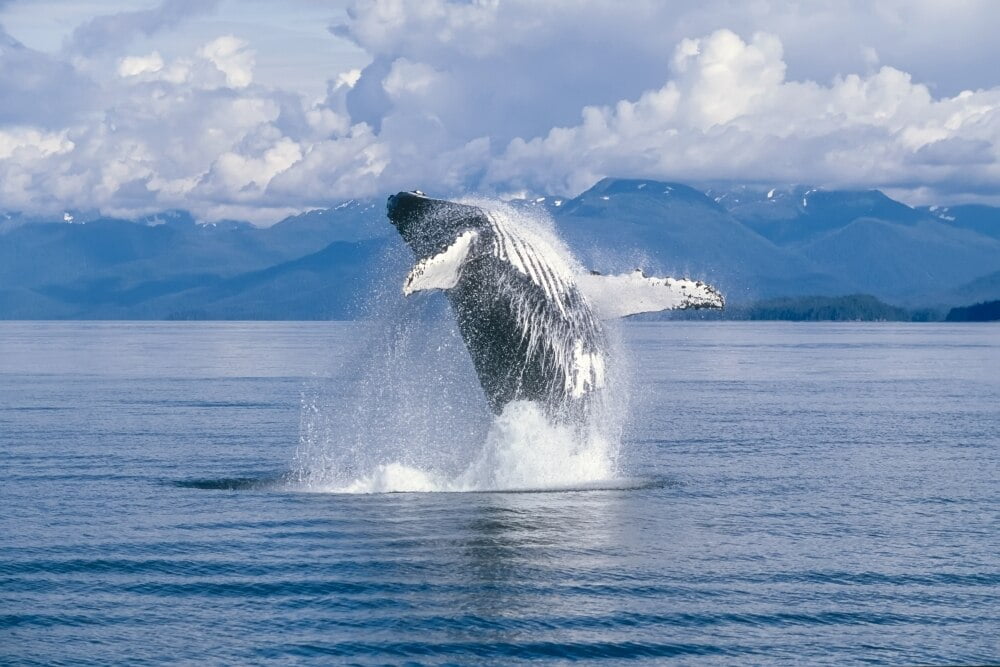 View of a Humpback whale (Megaptera novaeangliae) breaching in ...