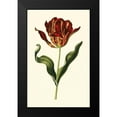 thumbnail image 2 of Vision Studio 13x18 Black Modern Framed Museum Art Print Titled - Vintage Tulips II, 2 of 5