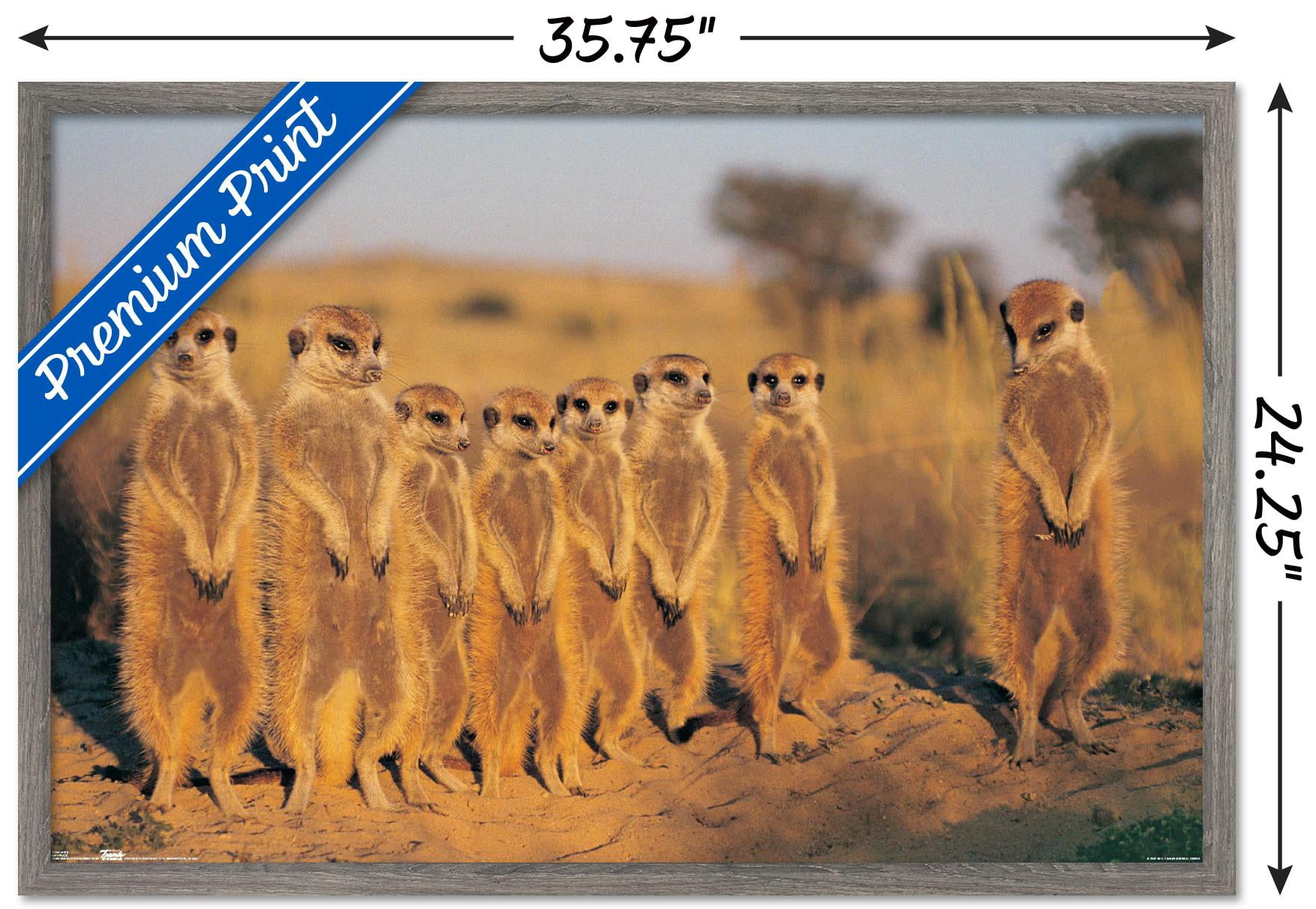 Meerkat Wall Poster, 22.375" x 34" Framed
