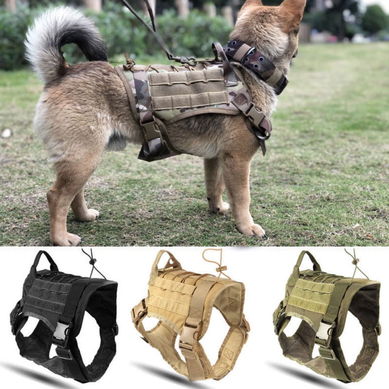 military dog trainer military dog trainer