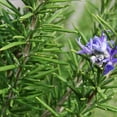 thumbnail image 4 of Set 3 Blue Rosemary Live Plants, Hardy and Fragrant Rosemary Herb Plant 4-8 Inches, Indoor Outdoor Growing, 4 of 6