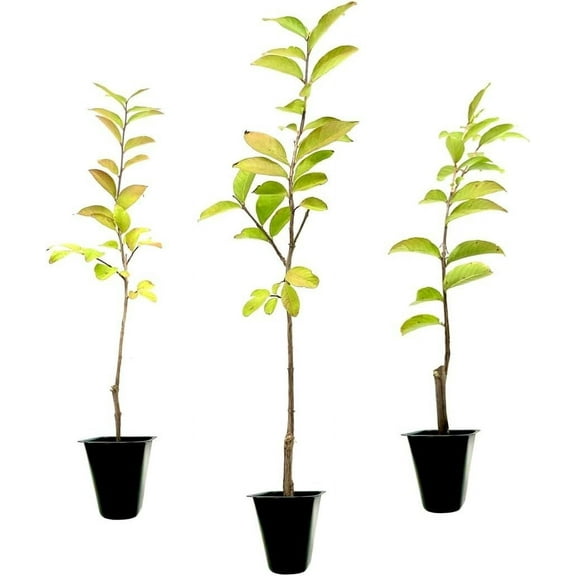 Crape Myrtle Tonto 10 Live Plants Fuchsia Red/Pink Blooms, Premium Live Plant, Ornamental Shrub for Captivating Garden Accents