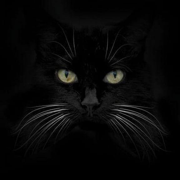 Black Cat, Animals Unframed Photographic Print Wall Art by Lori Hutchison