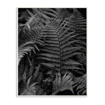 Stupell Industries Ferns in the Forest Black and White Photograph Unframed Art Print Wall Art, 10x15, by Unsplash