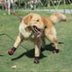 thumbnail image 4 of Zapatos antideslizantes para perros impermeables y resistentes al desgaste-A1702 impermeable rojo No. 7 Xemadio 2034966-8, 4 of 9