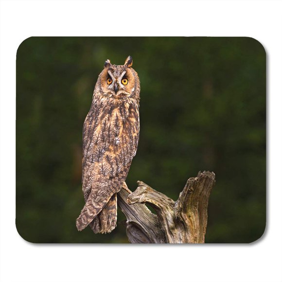 NUDECOR Long Eared Owl Sitting Branch in The Fallen Larch Forest During Dark Day Wildlife Scene from Nature Mousepad Mouse Pad Mouse Mat 9x10 inch