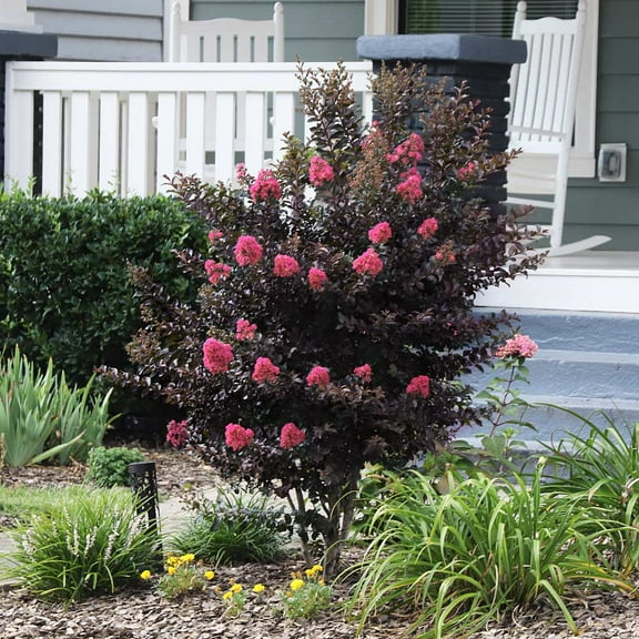 Brighter Blooms - Thunderstruck™ Coral Boom™ Crape Myrtle Tree, 3-4 ft. - No Shipping to AK, AZ, HI, OR