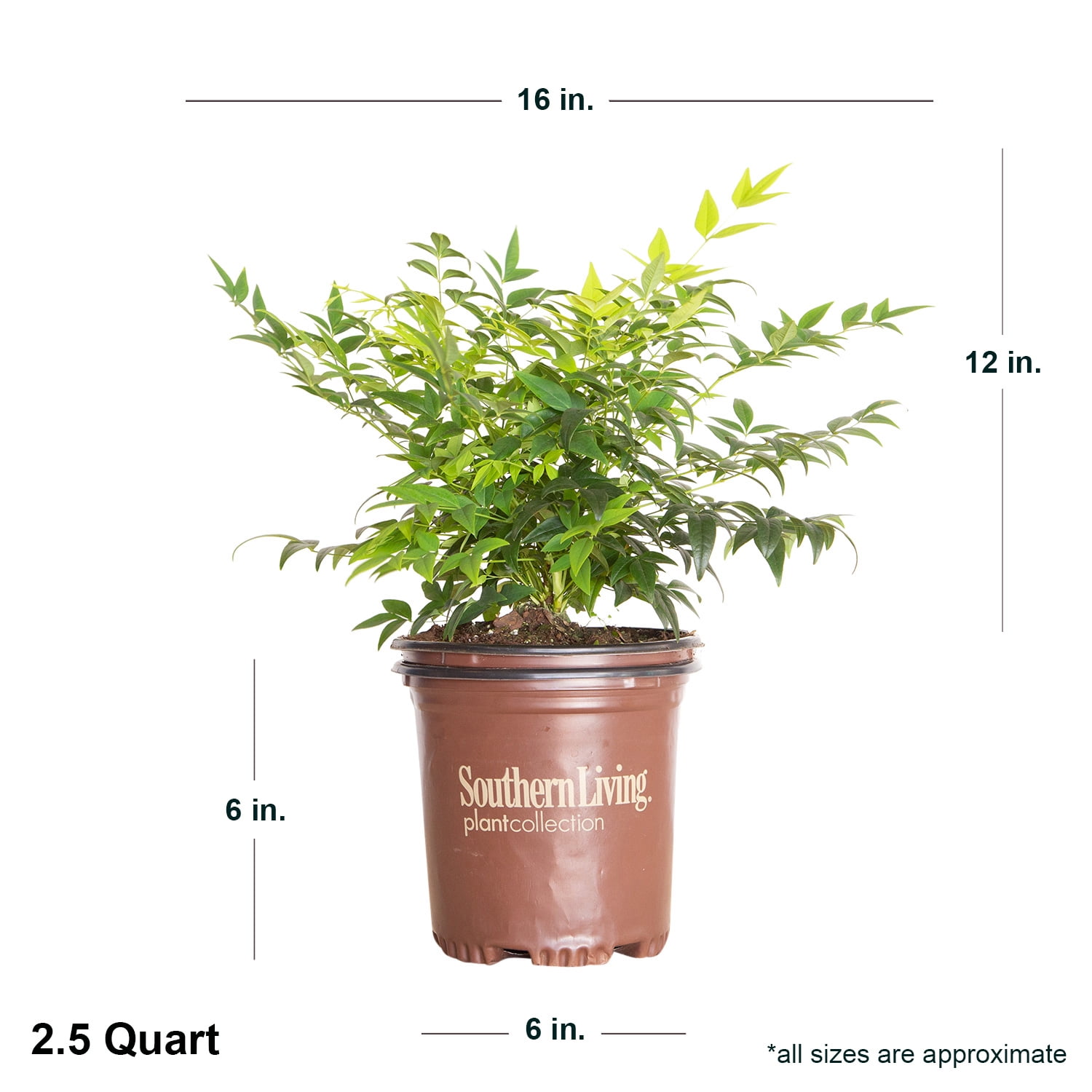 Southern Living Lemon Lime Nandina Live Shrub in 2.5-Quart Grower Pot