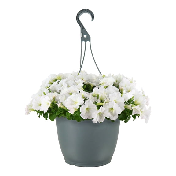 Expert Gardener 15" White Petunia Live Plants in 7" Hanging Basket Full Sun